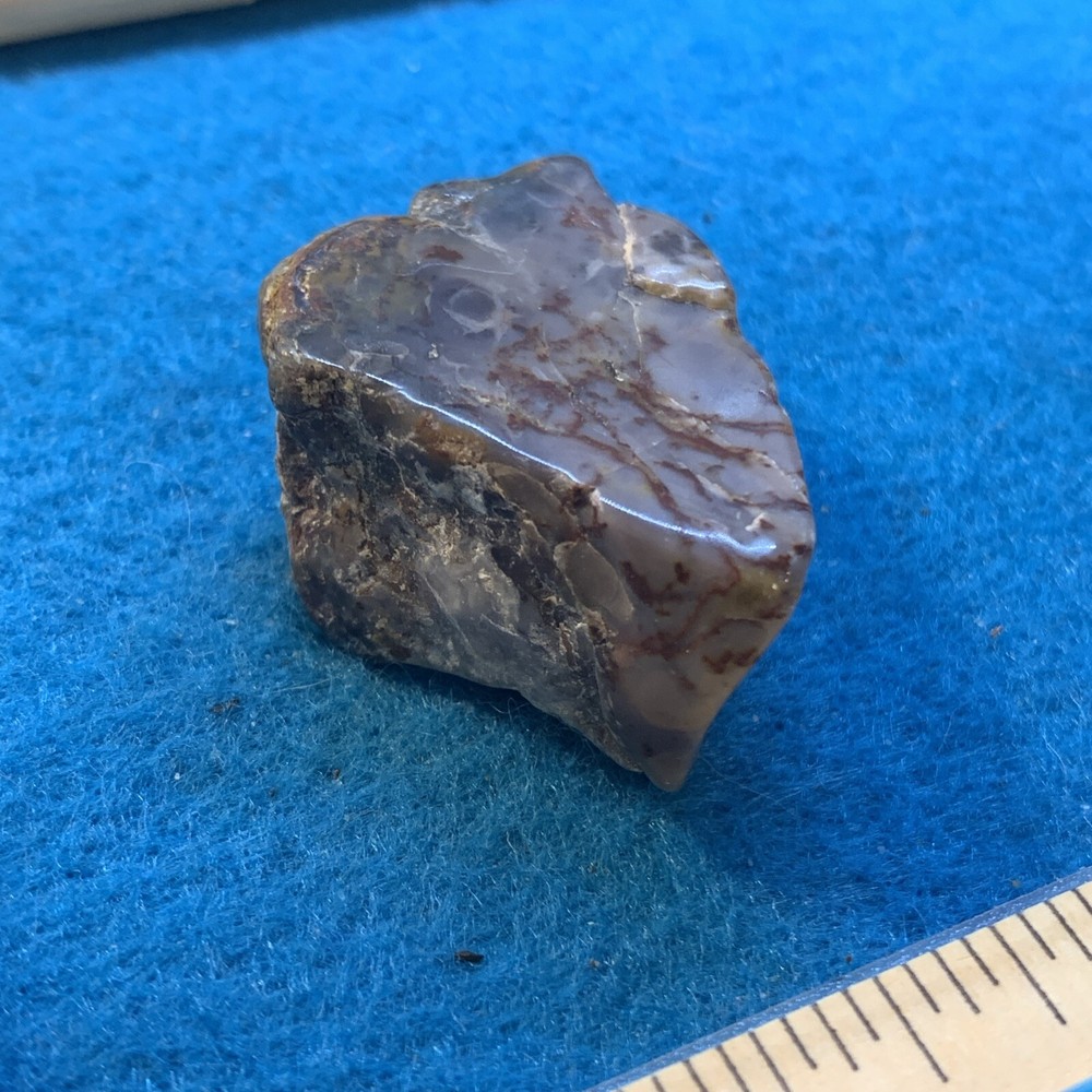Dinosaur Coprolite (poop) Polished in Display Case