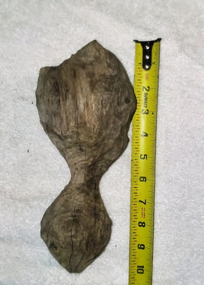 10 inch hard wood beaver chewed, unique