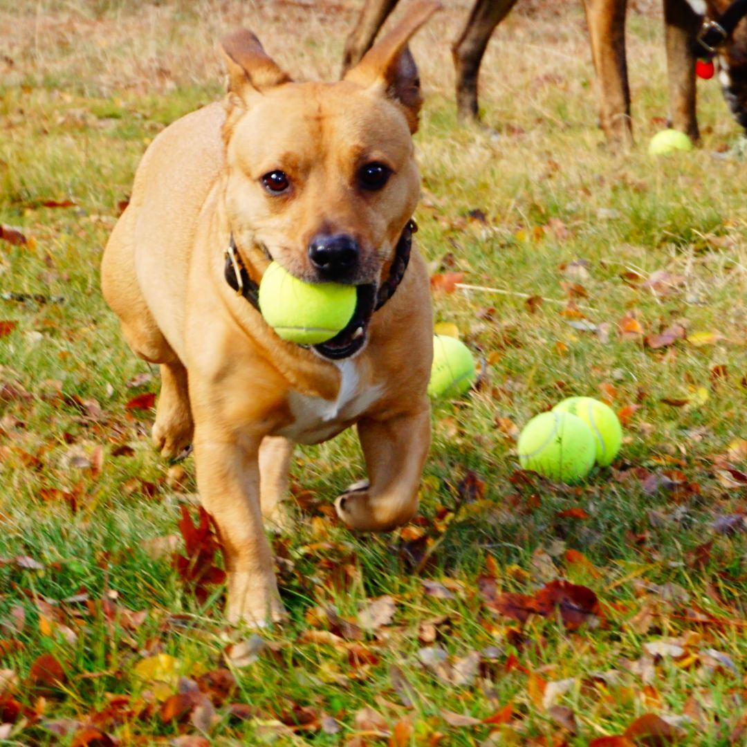 100 Used Tennis Balls for Dogs - Fast Shipping!
