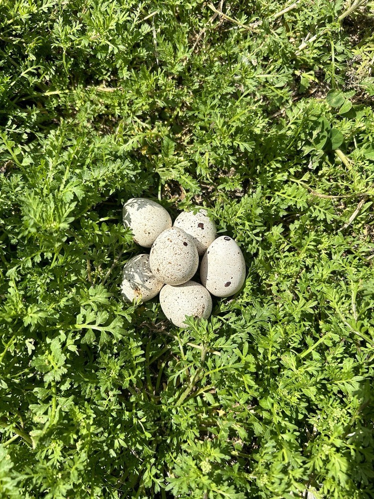 4 Gamble Quail Hatching Eggs
