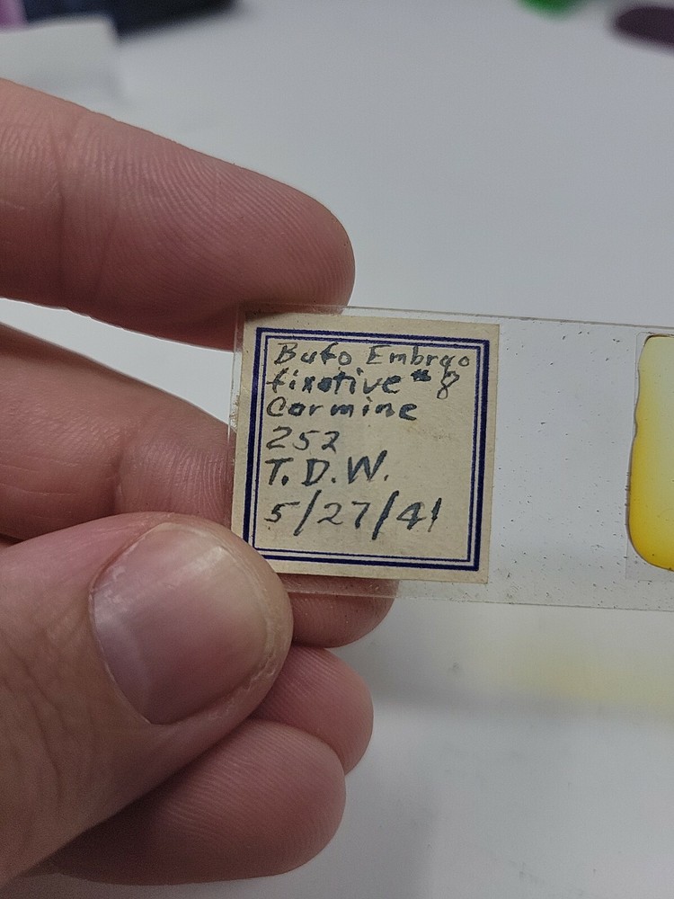 Vintage Microscope Slide 1941