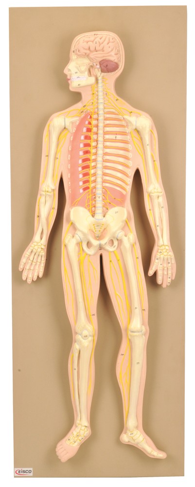 Eisco Labs Human Nervous System Model