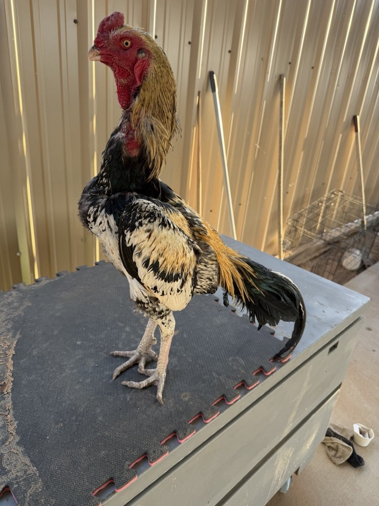 Chicken farm