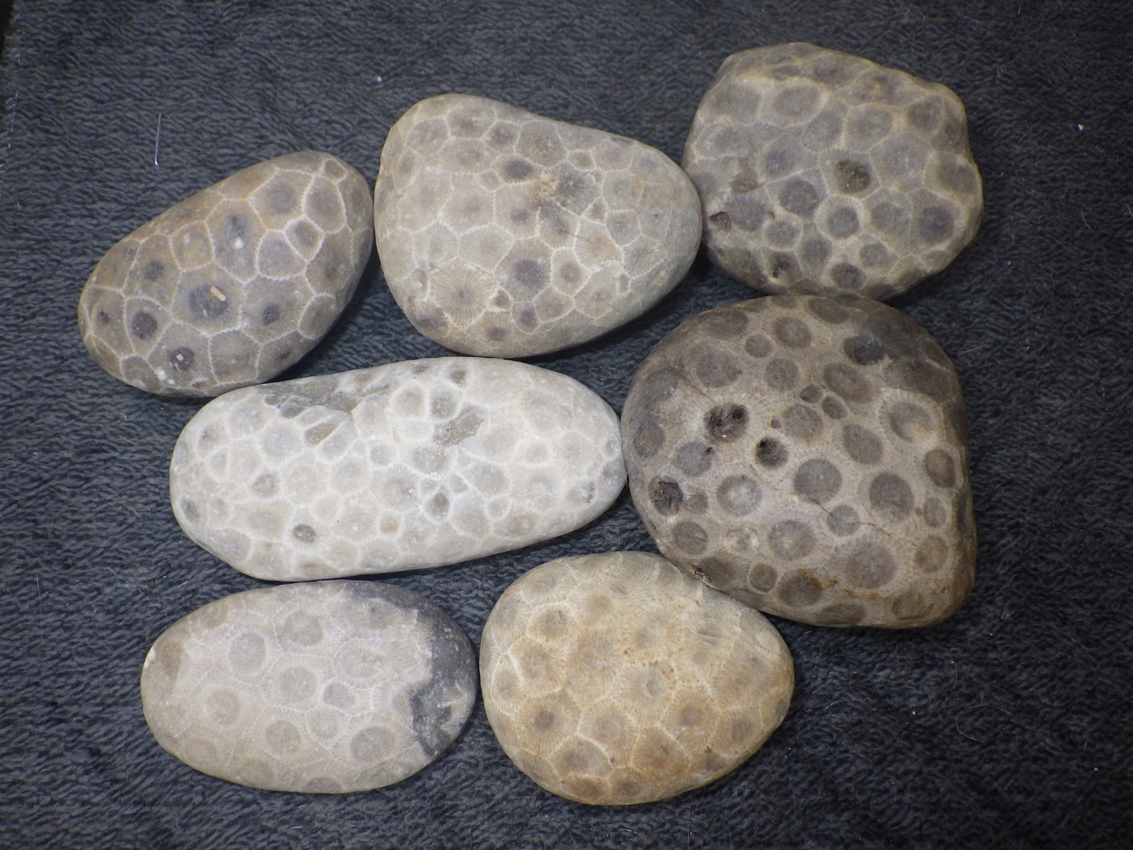 Unpolished Petoskey Stones High Grade