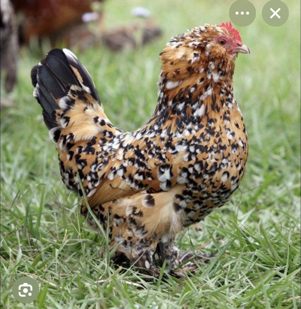Mille Fleur Calico Bantam Hatching Eggs