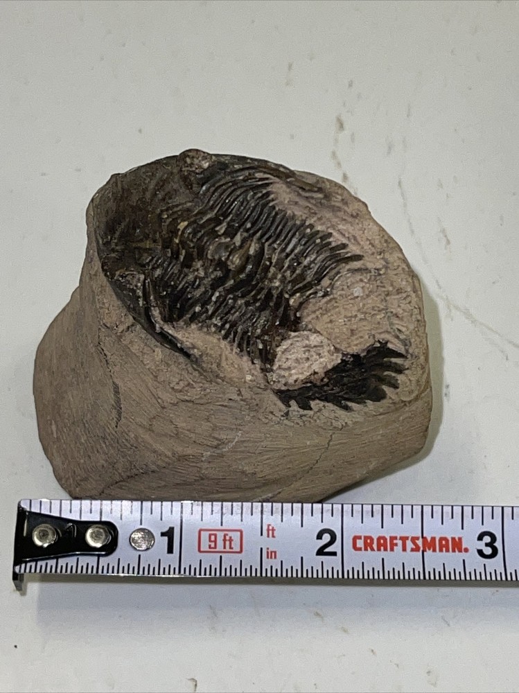 2.5 in) Trilobite