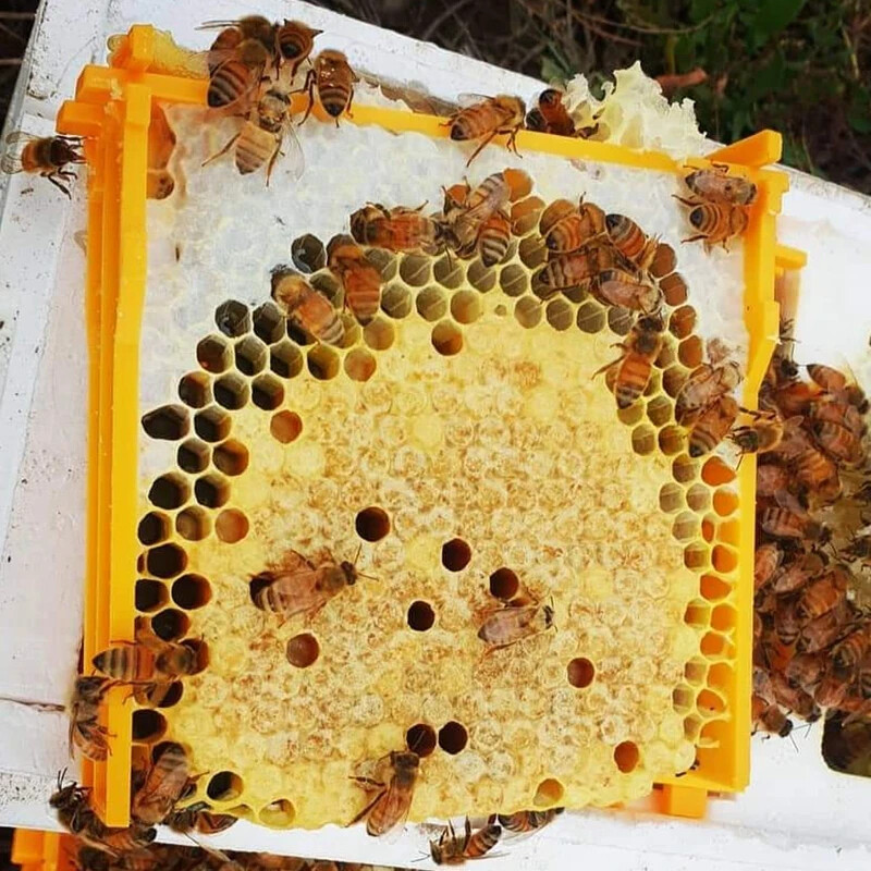 Mini Mating Beehive Frame, Plastic Frames Applicable, Mini Nuc Beehive Frame