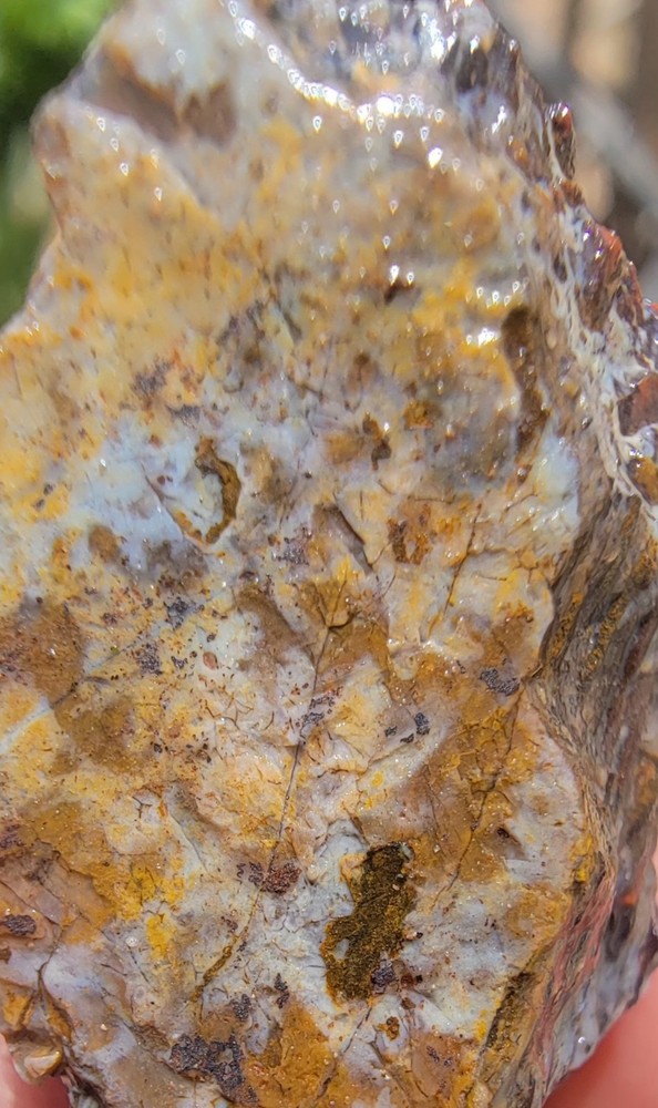3.06lbs Small Medium agotized Dino Bone Reds