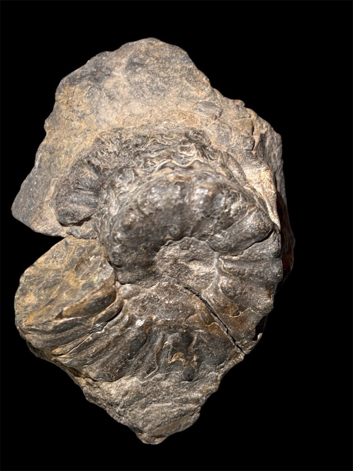 Ammonite Fossil Bundle Lot of 5 Specimens