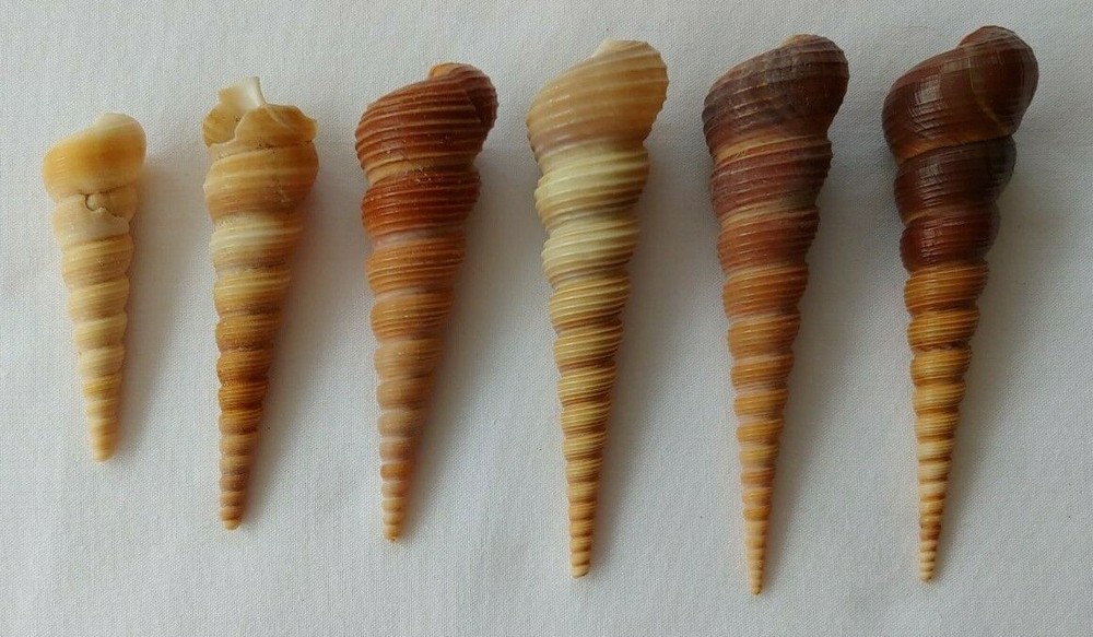 6 Turitella Sea Shells Assorted Sizes