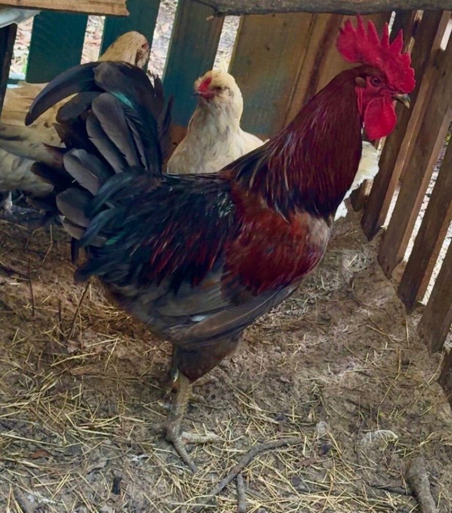 Ameraucana Black Copper Easter Egger Hatching Eggs | Blue Green Olive | Fertile