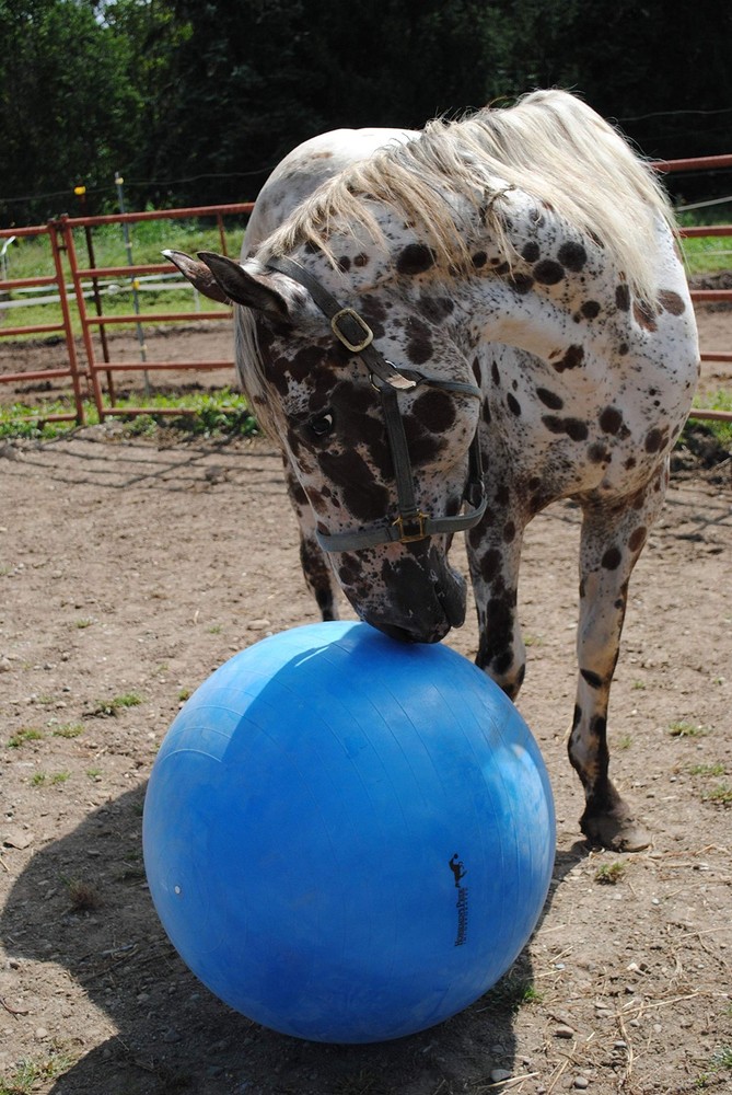 30-Inch Mega Ball for Horses, Blue