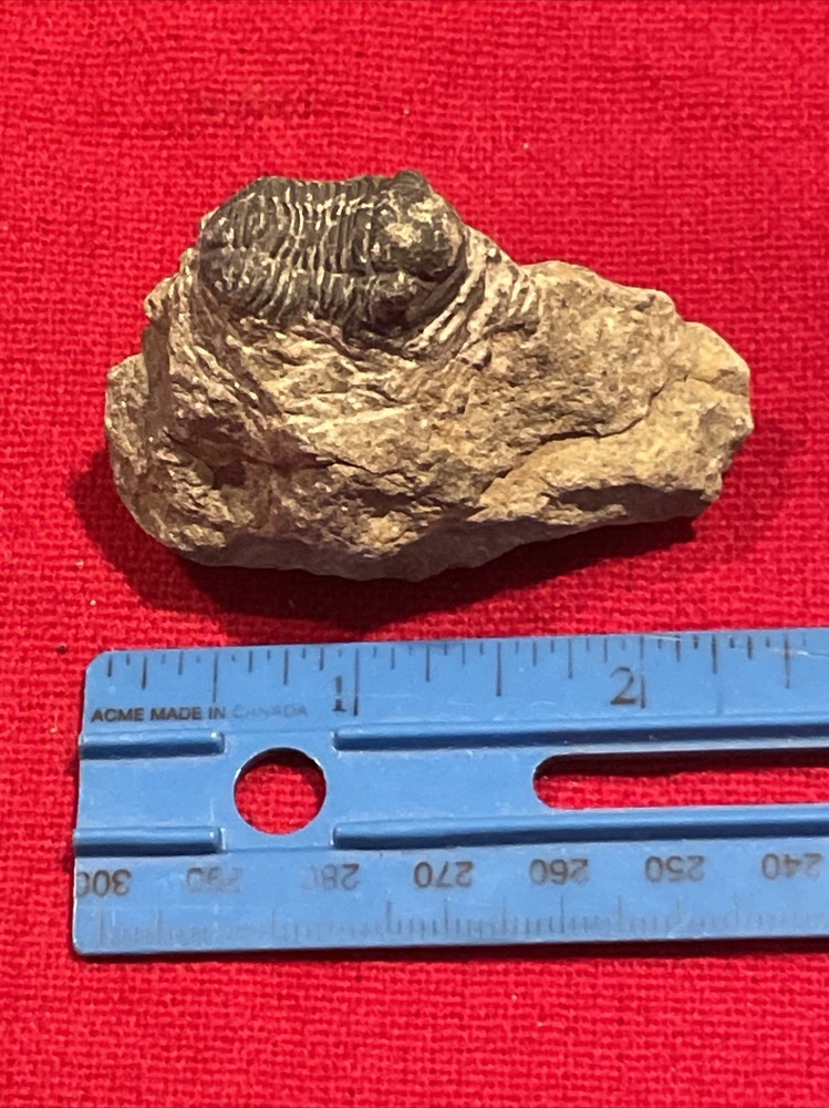 prehistoric Sea animals, Fossilized