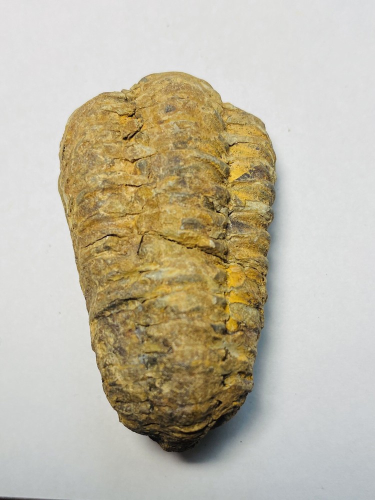 trilobite fossil