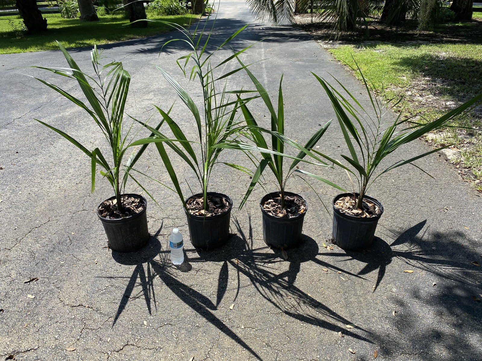 Butiagrus Seeds! F1 Hybrid Mule Palm Seeds. Rarely Ever Offered! Cold Hardy!