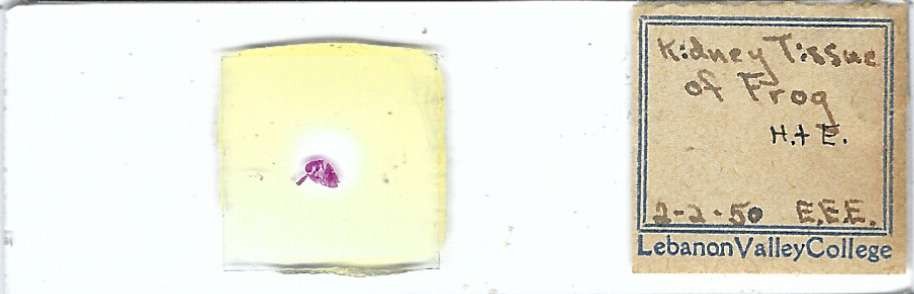 Frog Kidney Microscope Slide