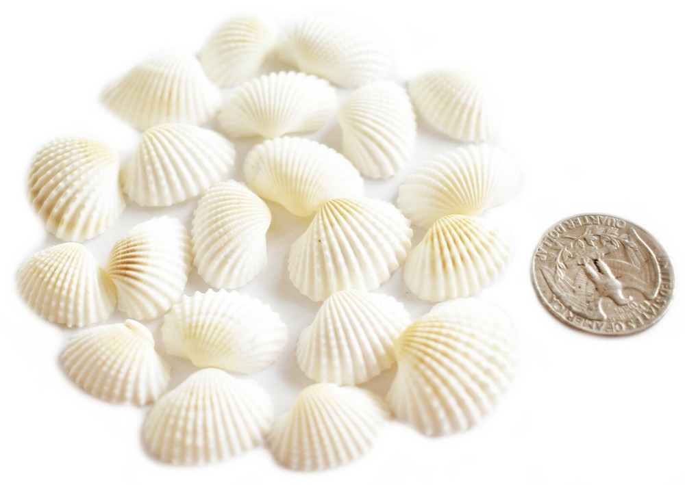 200 Tiny White Ark Shells Seashells (1/2"-3/4") Beach Wedding Hobby Crafts