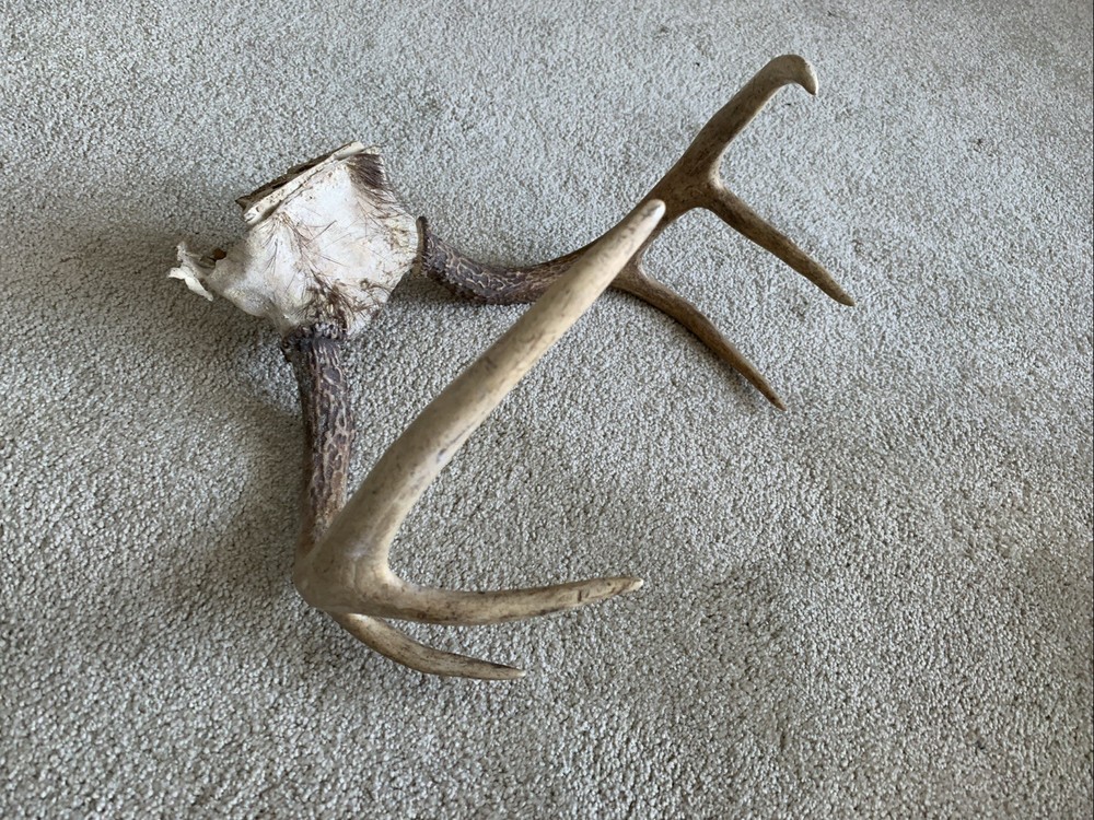 Six Point Whitetail Deer Antlers