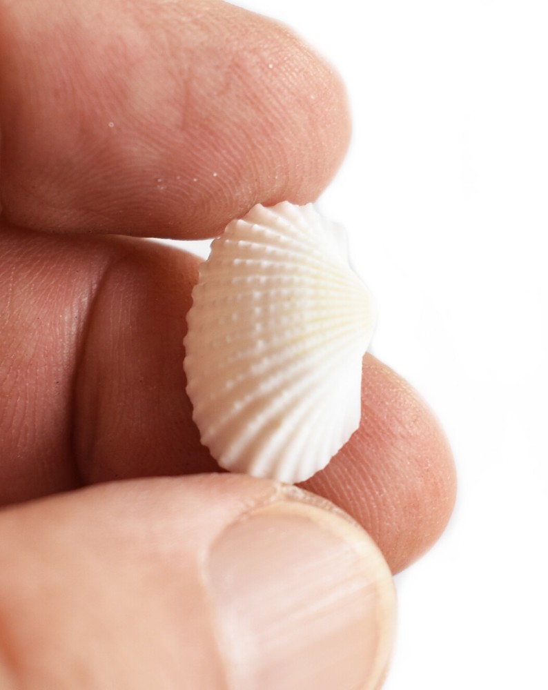 200 Tiny White Ark Shells Seashells (1/2"-3/4") Beach Wedding Hobby Crafts