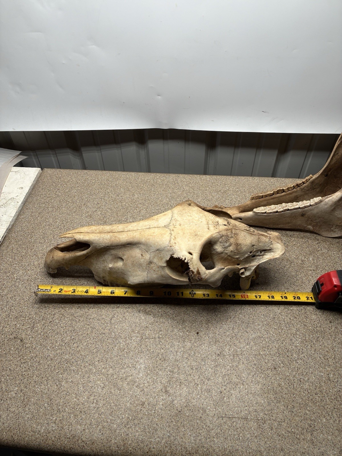 LARGE HORSE SKULL AUTHENTIC With BOTTOM JAW TEETH EQUINE TAXIDERMY Natural