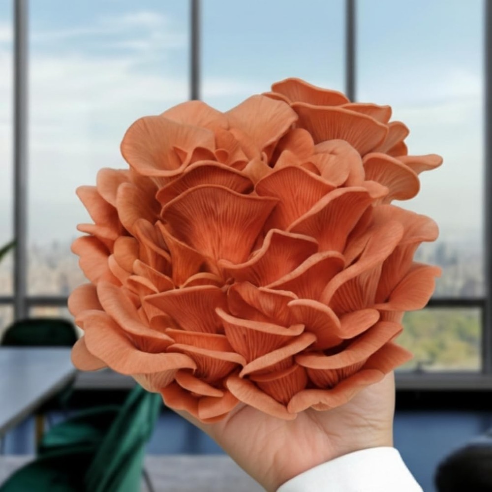 Pink Oyster Mushroom Grow Kit - Easy & Beginner Friendly
