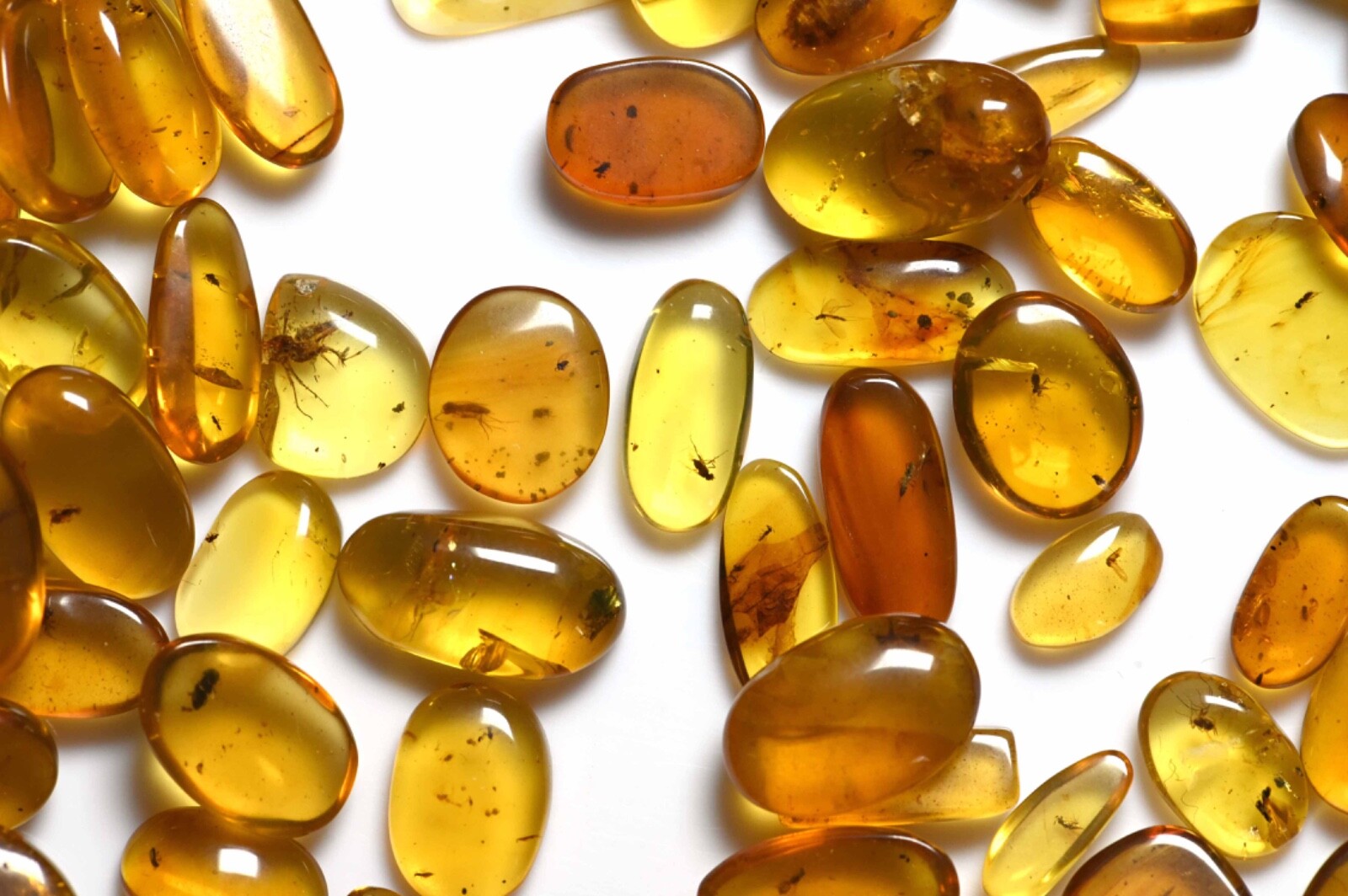 CHOOSE YOUR INSECT - Genuine Burmese Amber Fossil - Price per piece