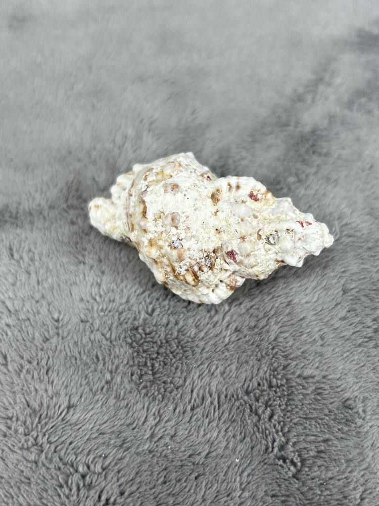 Large Pacific Lampas Shell Seashell 2.5" Beach Cottage Decor