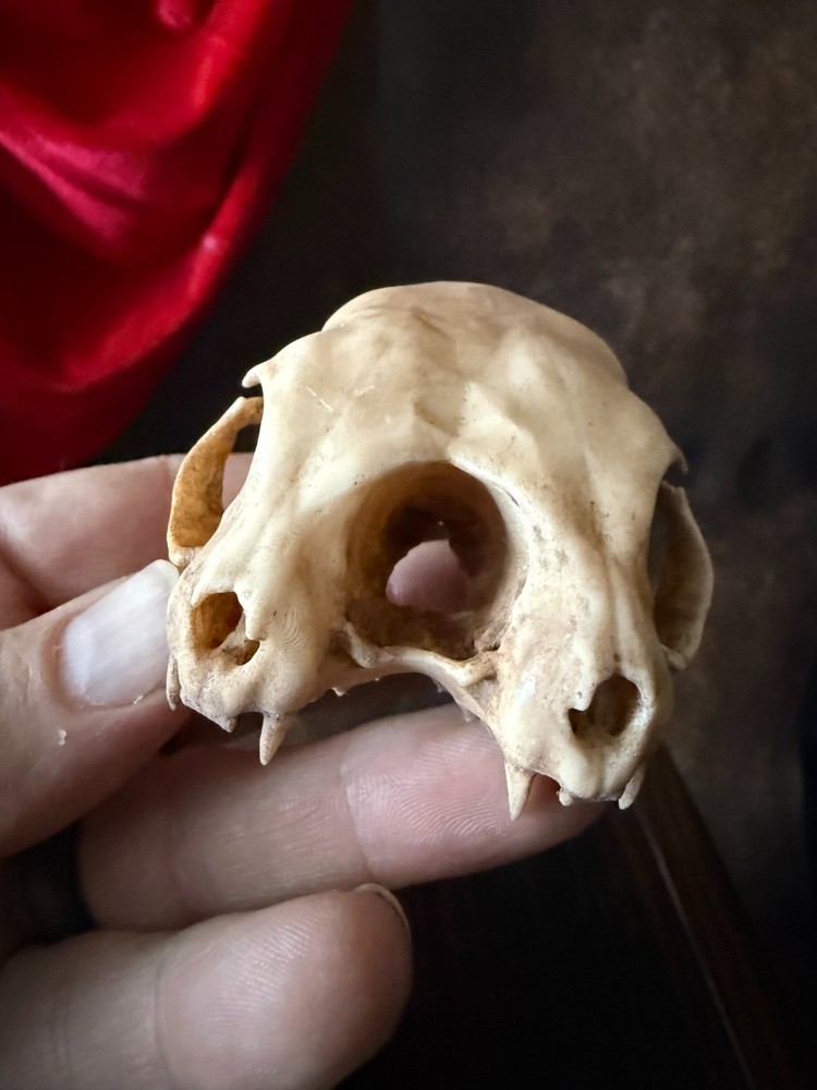 Conjoined Cat Skull Oddities and Curiosities replica (Aged)