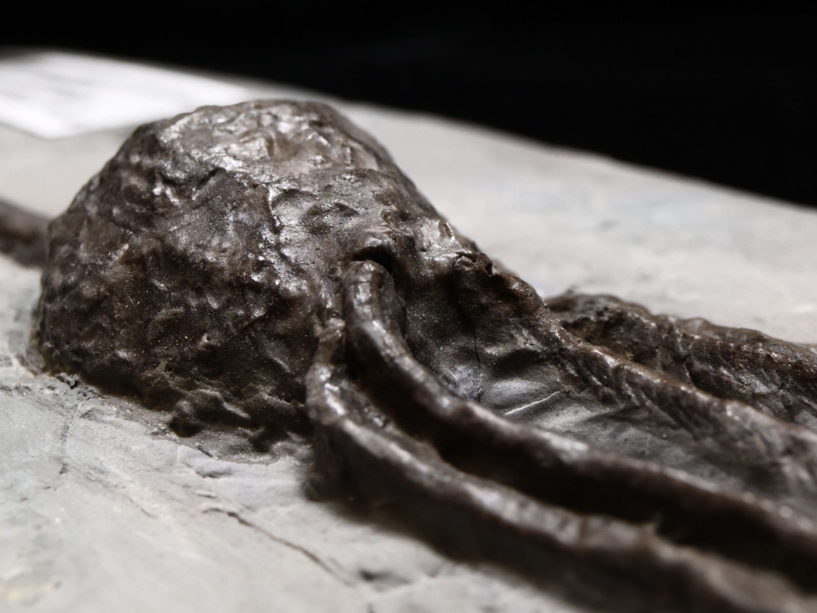 Stately Caryocrinites ornatus Fossil, Crinoid Relation, Middleport, New York