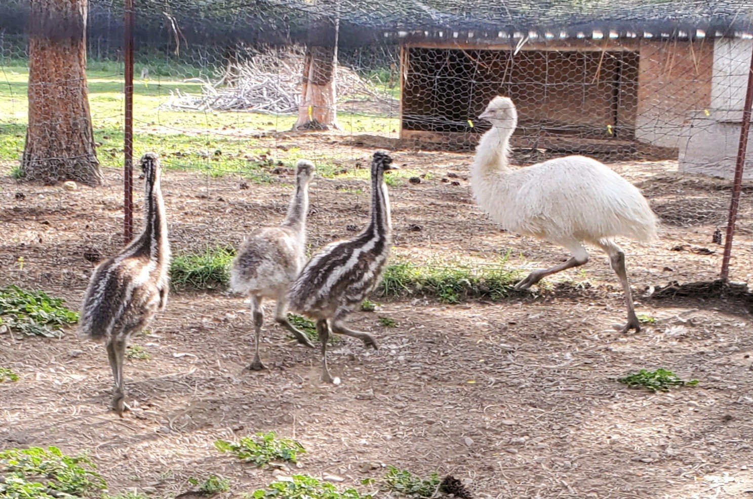 1 EMU Hatching Eggs - Blonde/White/Normal Breeding MOB!