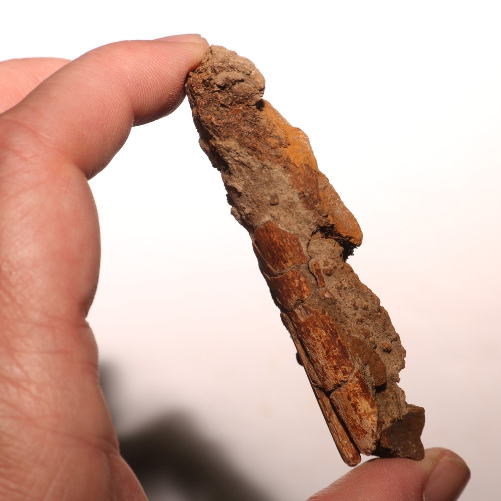 Dino Process Vertebra - Fossil Dinosaur Hell Creek Formation Cretaceous