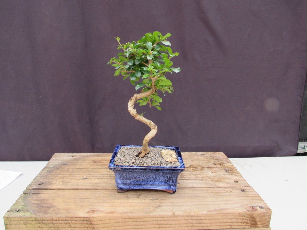 Fukien Tea Bonsai Tree - Small Curved Trunk Style