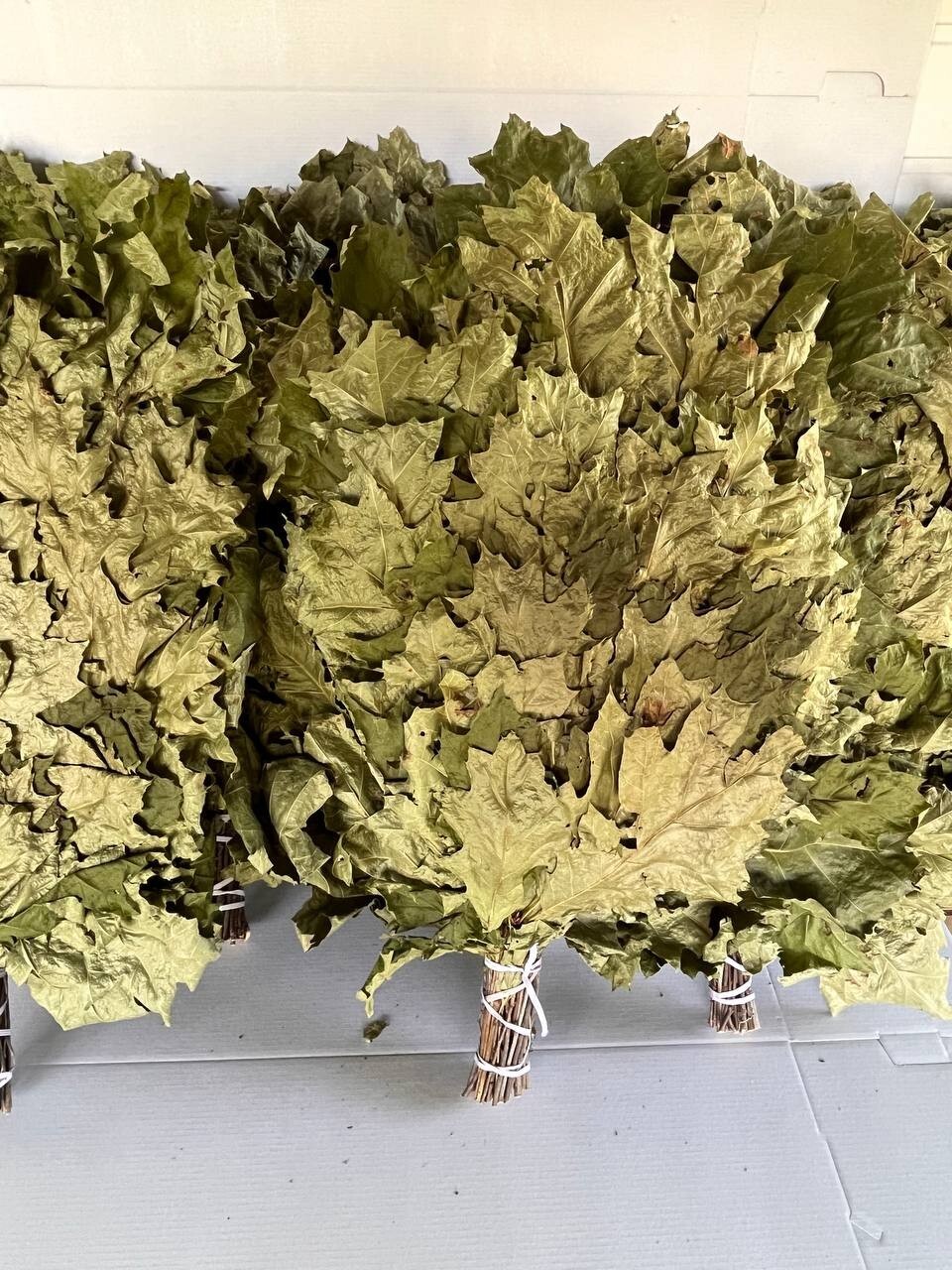 24 OAK whisks sauna banya venik brooms NEW SEASON 2025 FREE SHIPING