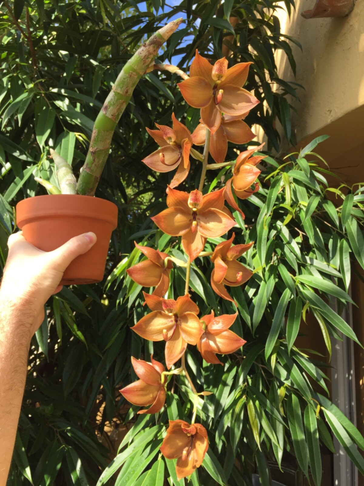 Dalton's of New Zealand Orchiata Bark - Precision, Classic, Power & Power+