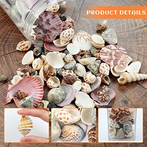 200pcs Sea Shells Bulk Mixed Ocean Beach Seashells for Kids Various Sizes