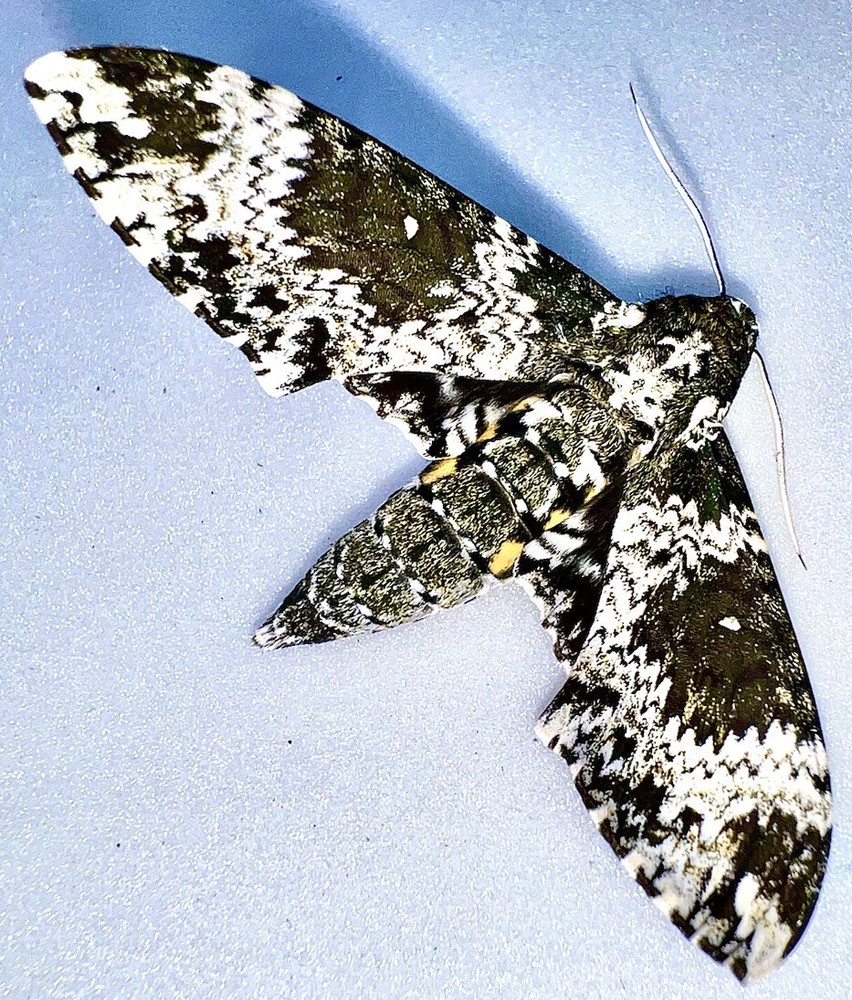 FARM RAISED RUSTIC SPHINX MOTH - Manduca rustica - So Florida