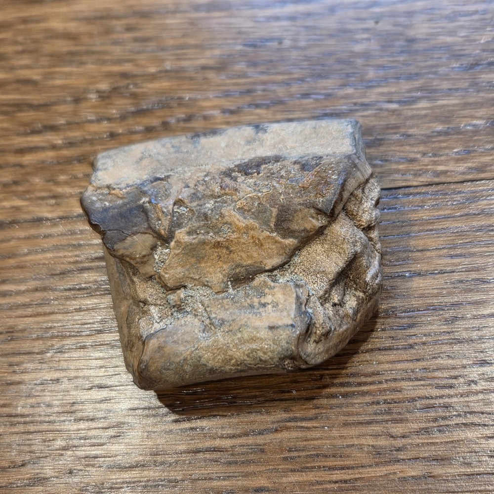 Extinct Sloth Fossil