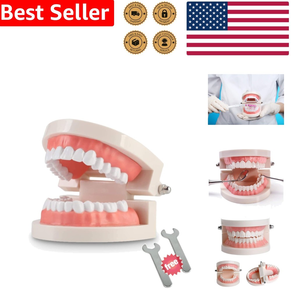 Dentist-Approved Teeth Model for Effective Patient Communication & Teaching