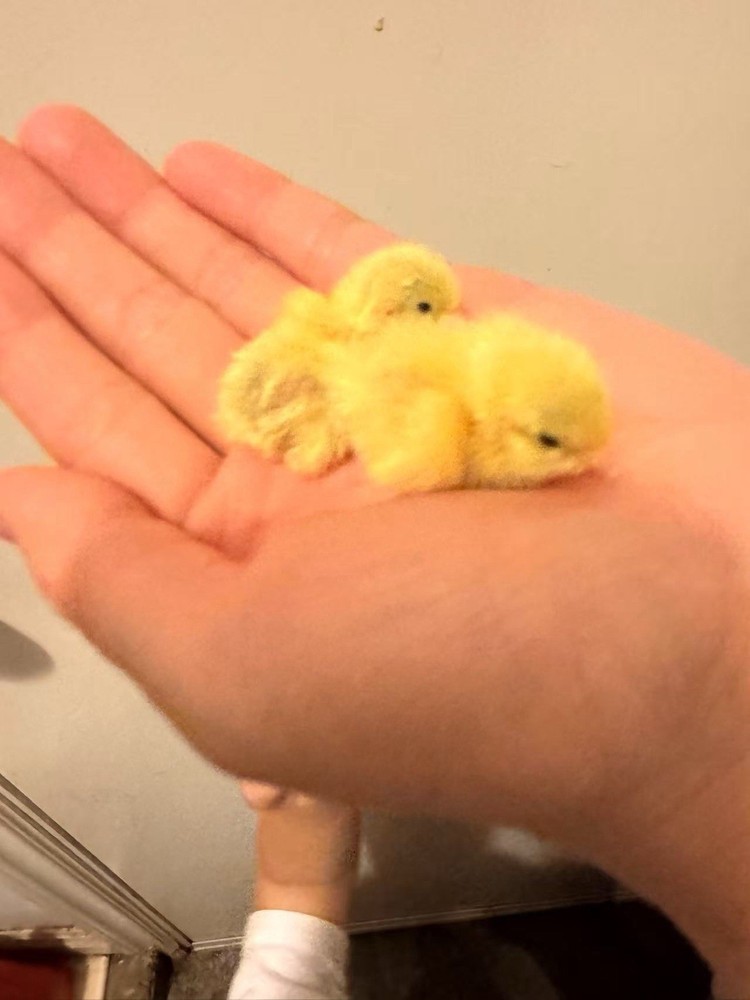 12 button quail hatching eggs varity color