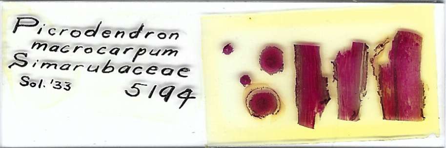 Picrodendron macrocarpum Microscope Slide