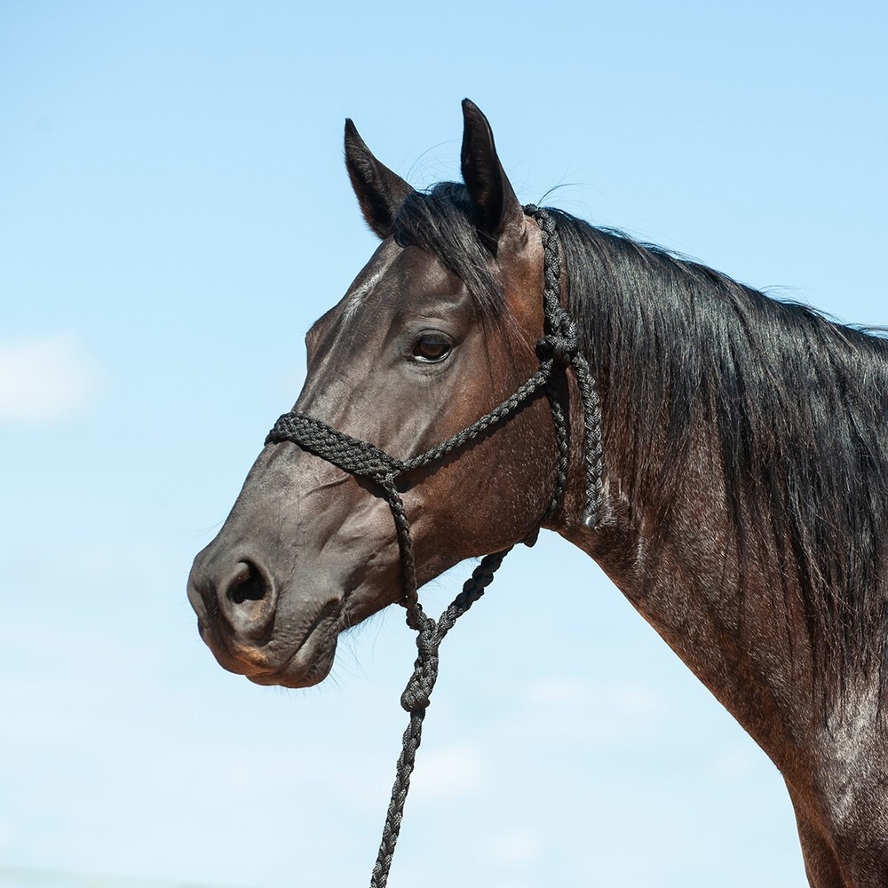 Cashel Flat Braid Halter and Lead Rope