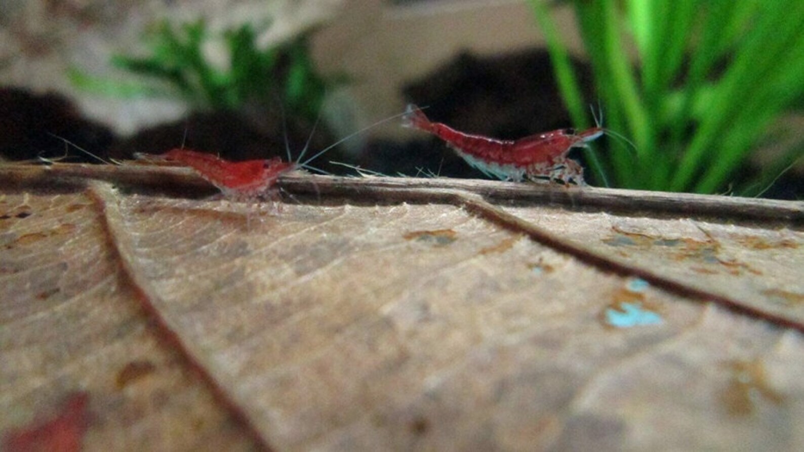 Small Indian almond leaves 5inch - 6inch Catappa, Ketapang for shrimp Beta Fish