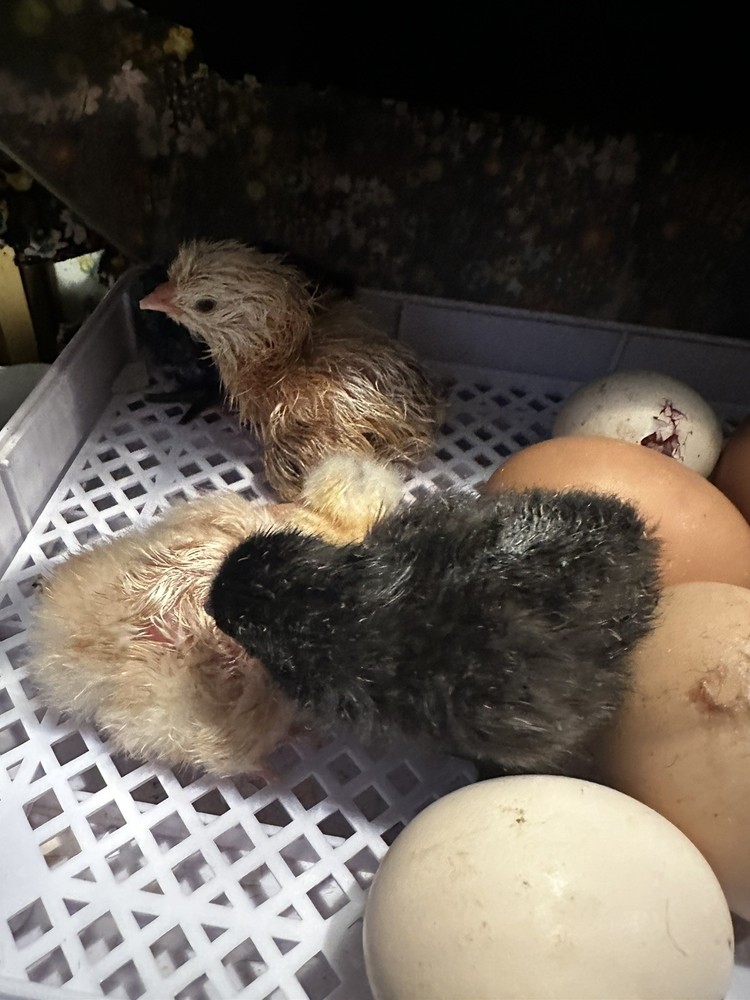 6 ++ Bantam hatching eggs 🐣