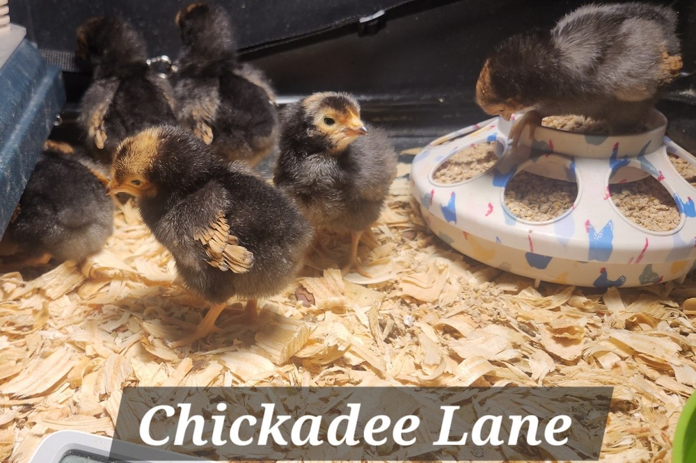 10 + Rare Vorwerk hatching eggs