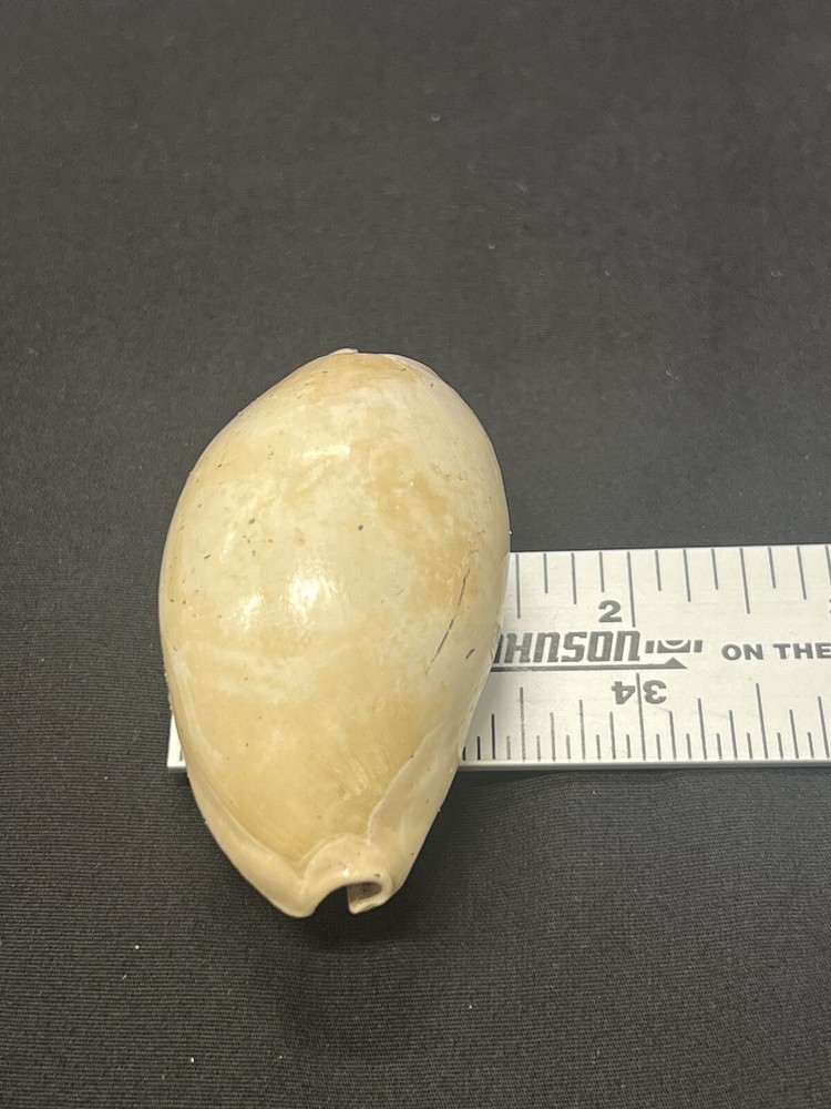 EXTINCT Fossilized COWRIE Shell From Central Florida - Pliocene Era.