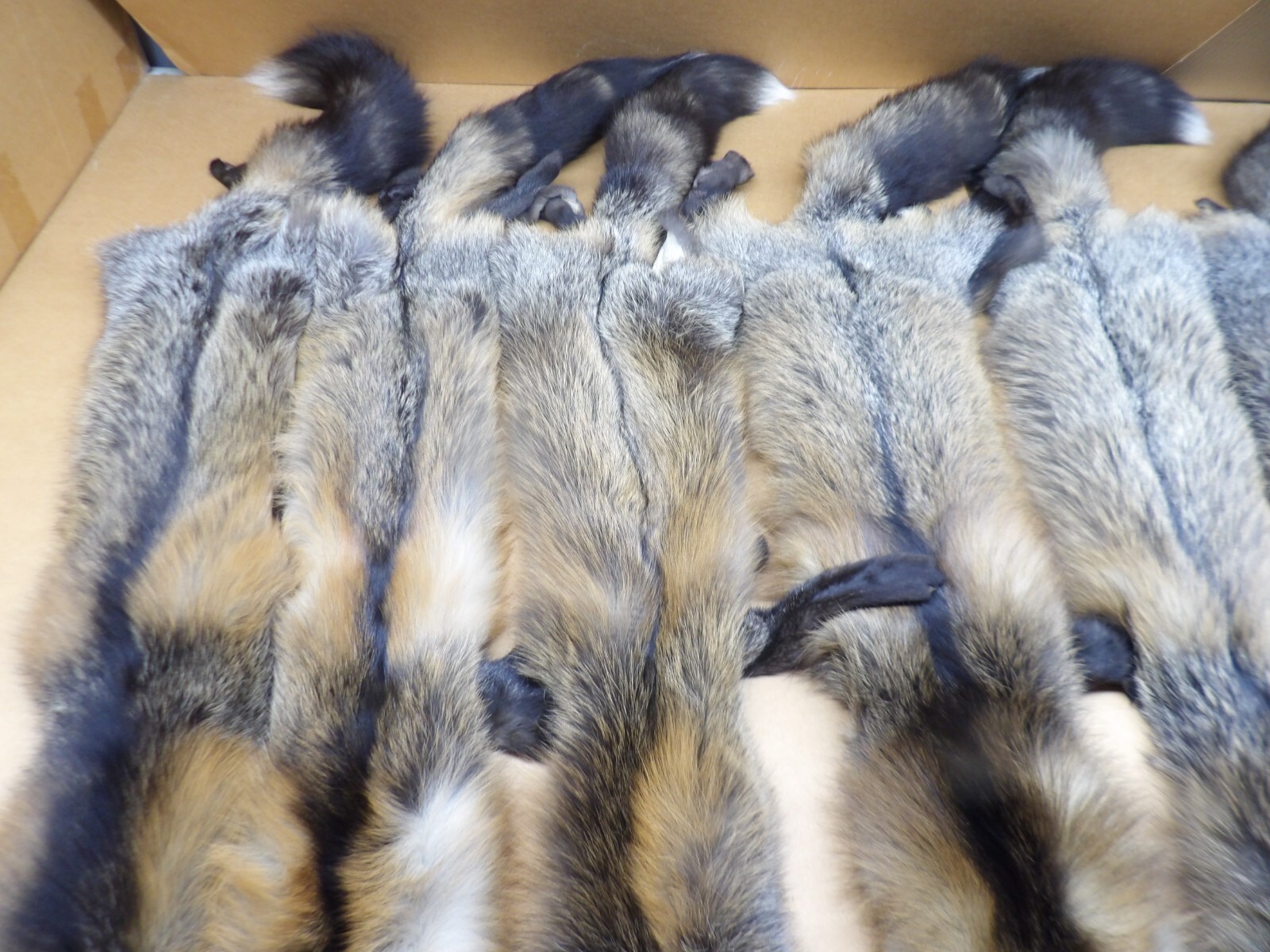 Tanned #1 Alaskan Cross Fox Hides Top Lot/Furs/Taxidermy/Crafts/Freshly tanned