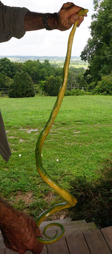 Green Mamba -52" Realistic Snake Replica - Rubber AAA
