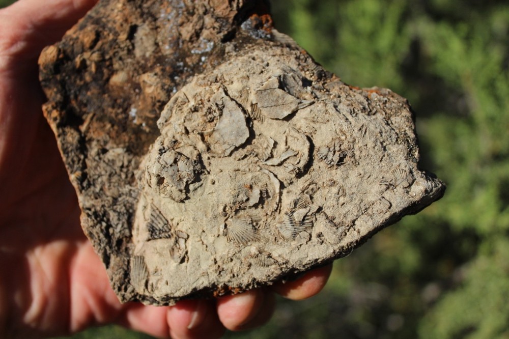 RARE Locality - Superb Display Specimen - Brachiopod/Shell Fossil - DEVONIAN