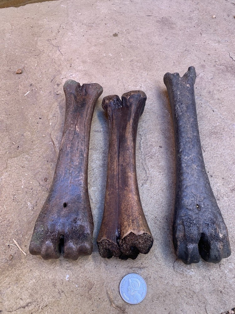 Fossilized, Bison, Bones