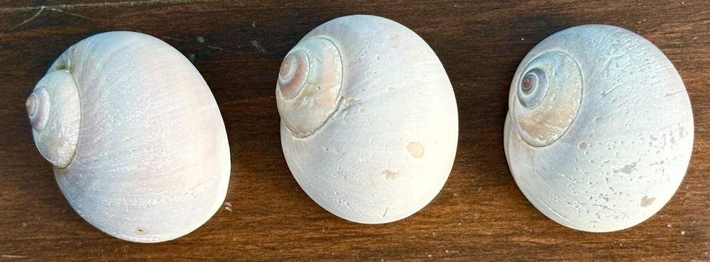 3 Atlantic Moon Snail (Sharks Eye) Shells for display, crafts